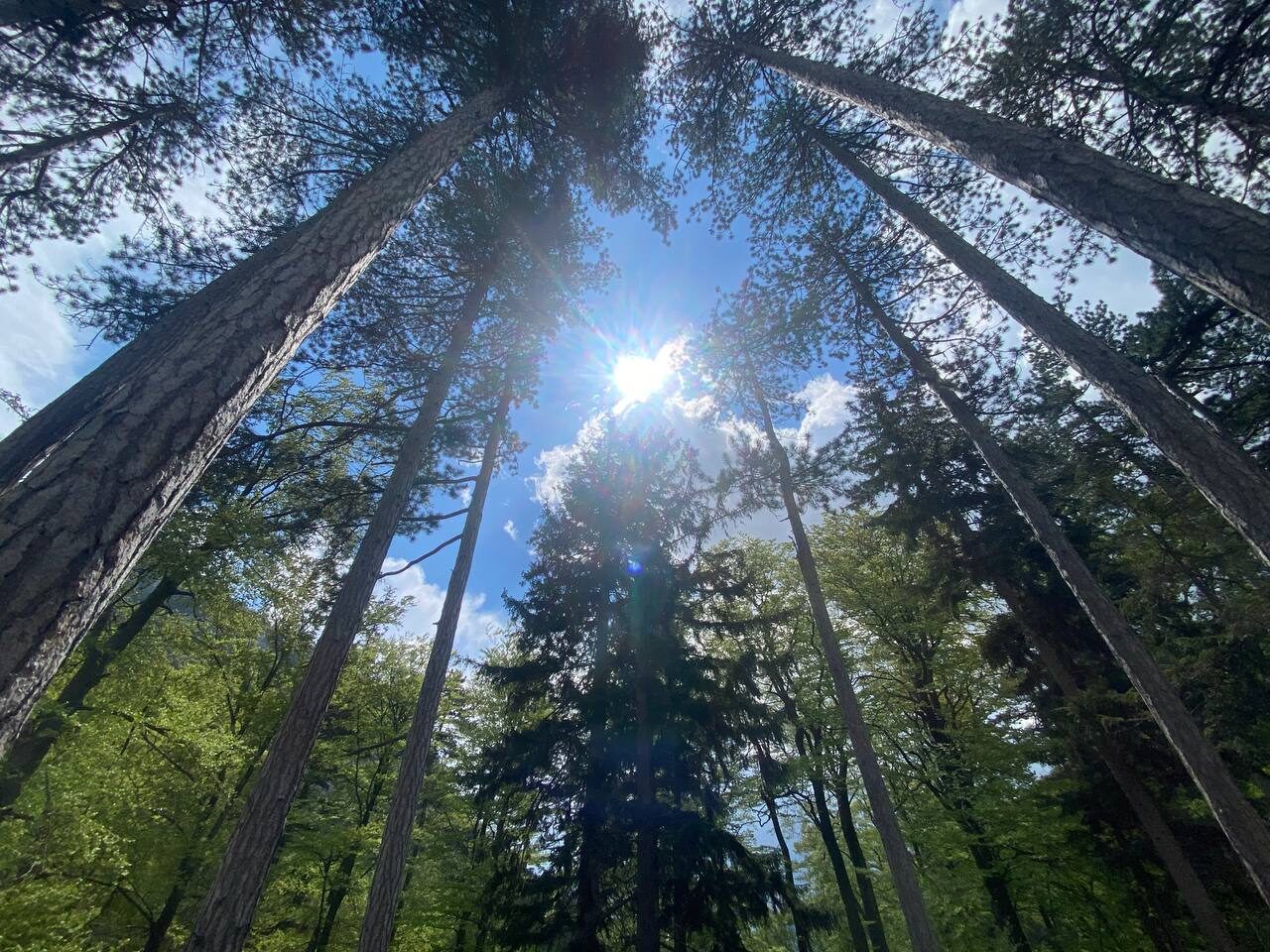 Sunlight through the pines above the Höllental